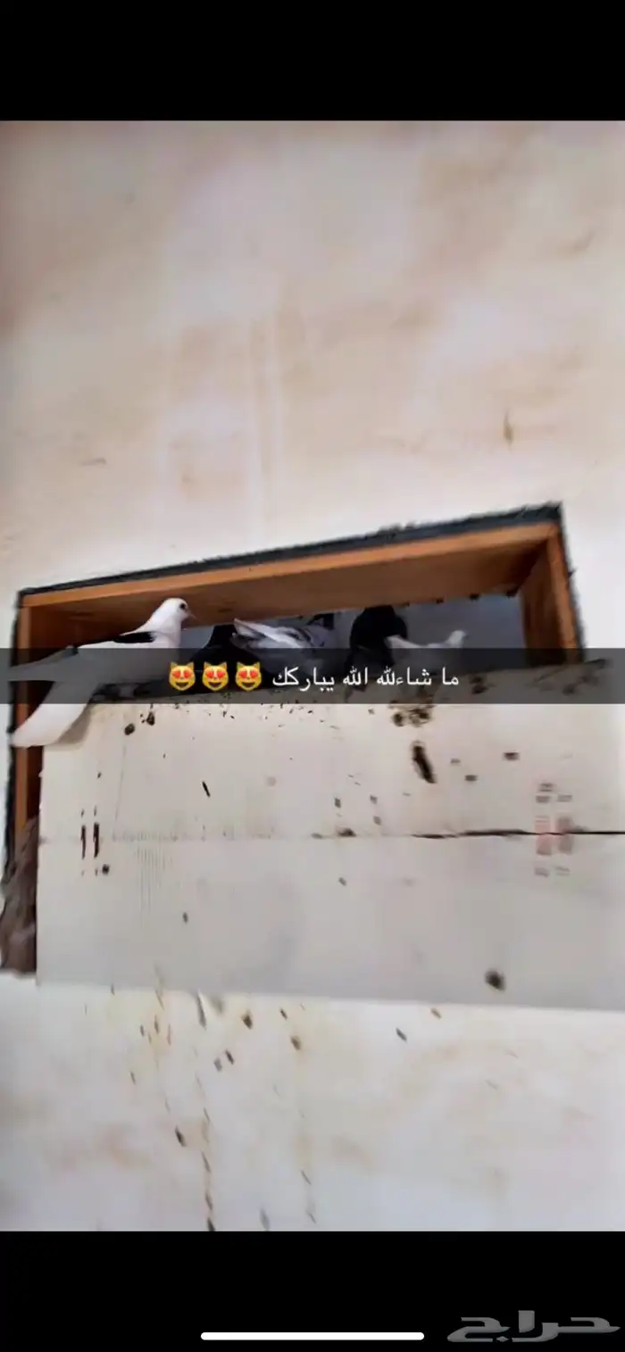حمام للبيع 0