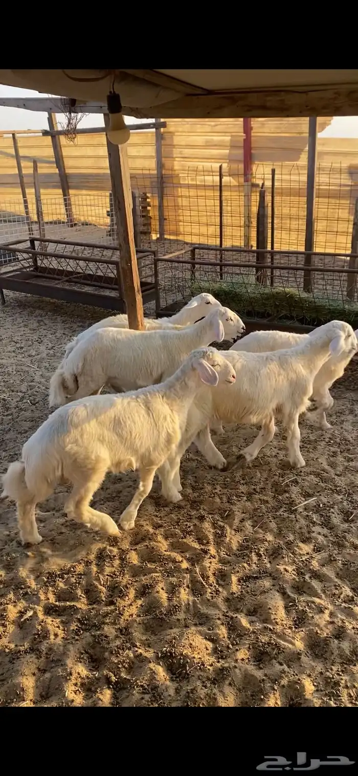 ذبايح طليان ورخال حرى ونعيم حلال بري 4