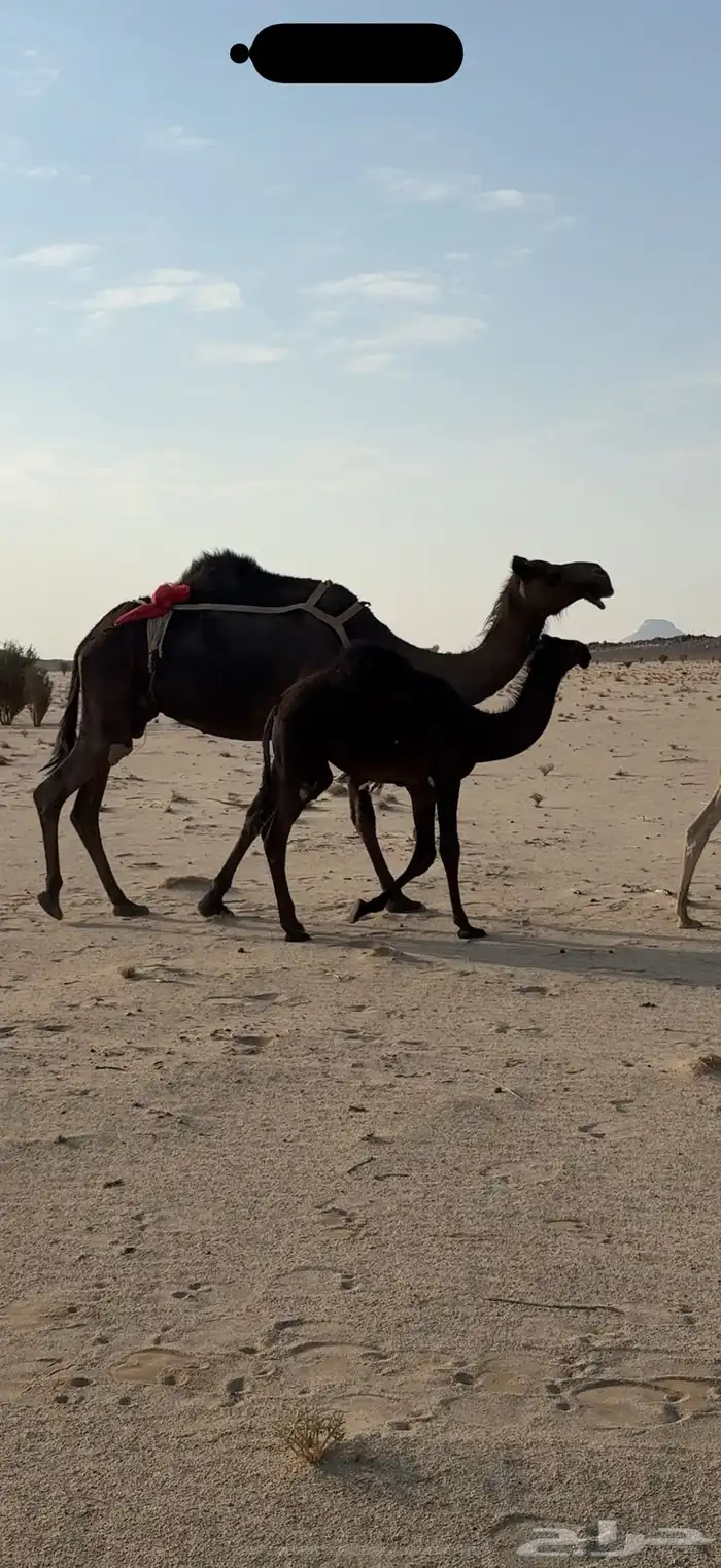 عشرا مجهم للبيع 0