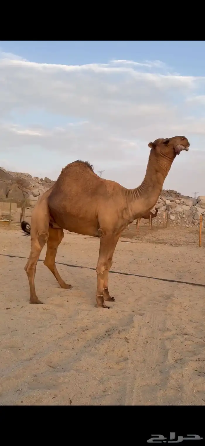 قعود رباع ساحلي 2