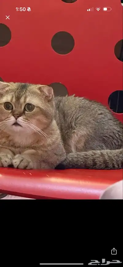قط سكوتش فولد 0