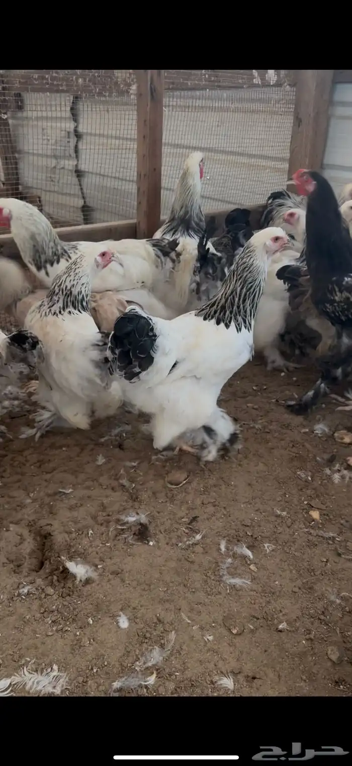 دجاج برهما كلمبي كونك بيور 0