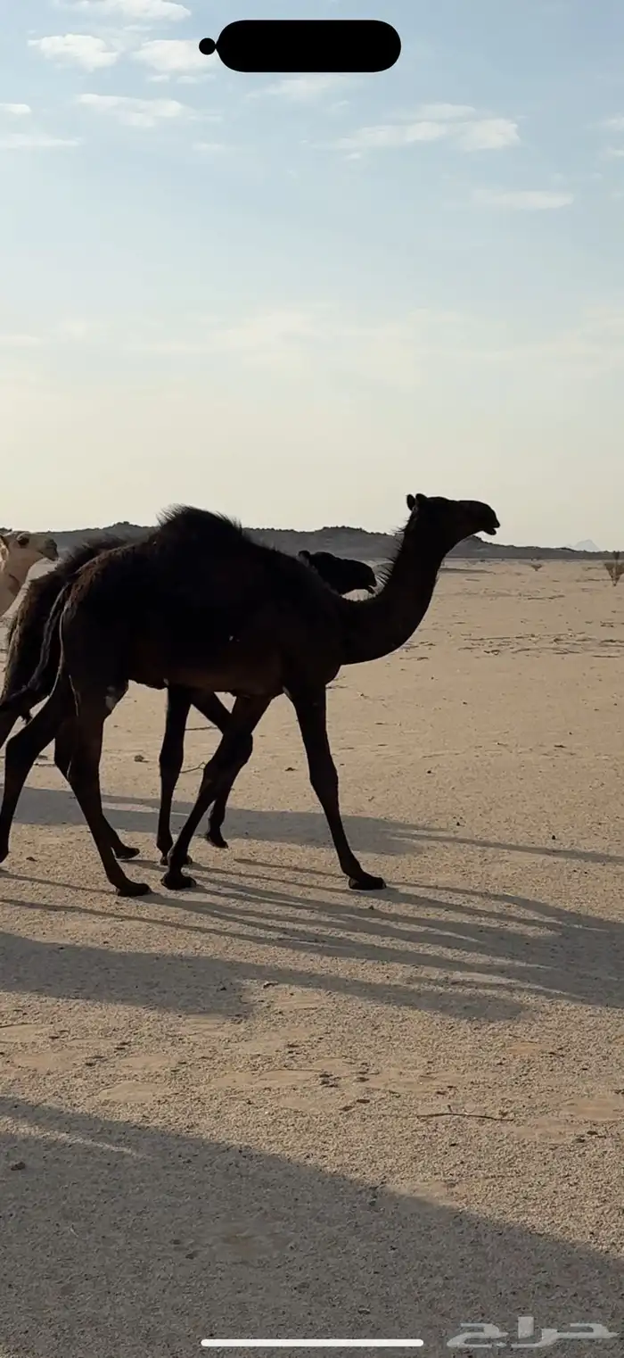 عشرا مجهم للبيع 1