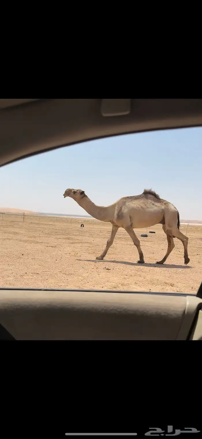 فحل اشعل دبياني 2