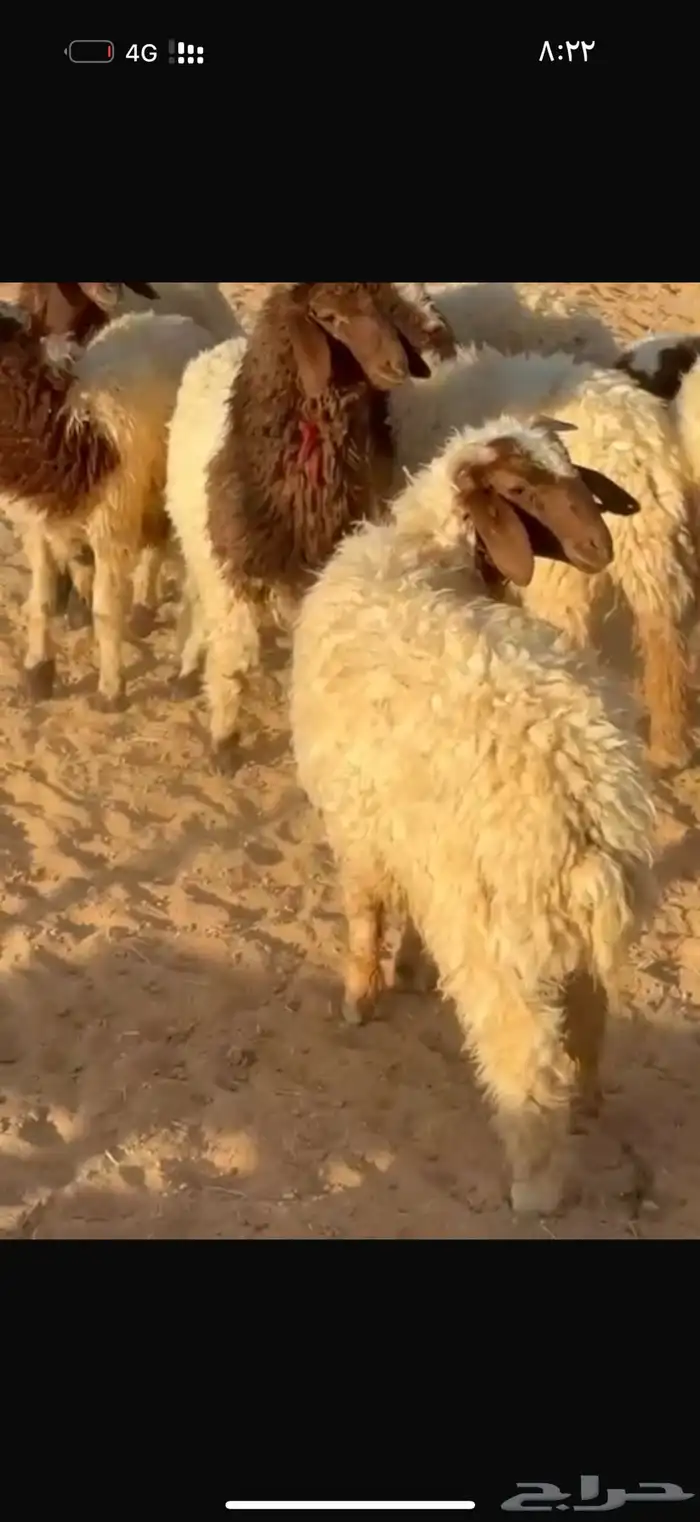 فاخر طليان 2