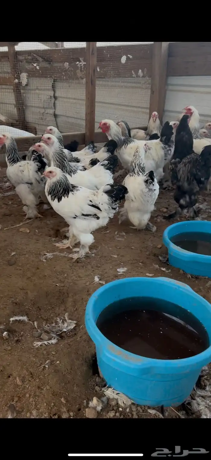دجاج برهما كلمبي كونك بيور 1