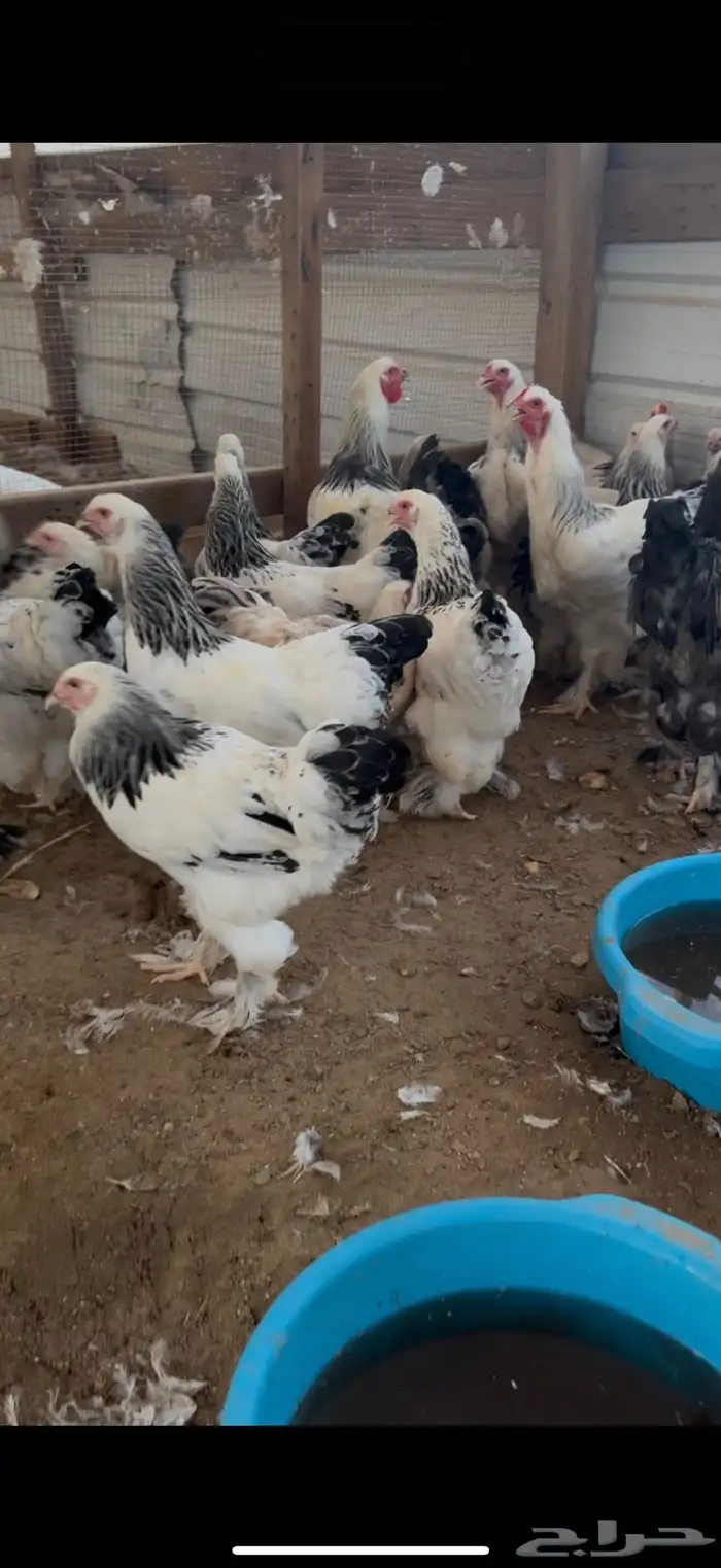 دجاج برهما كلمبي كونك بيور 2