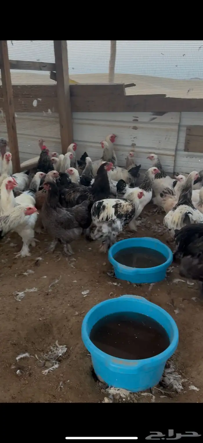 دجاج برهما كلمبي كونك بيور 4