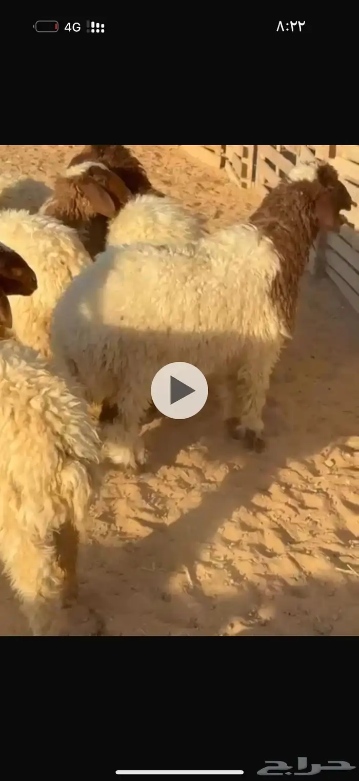 فاخر طليان 0