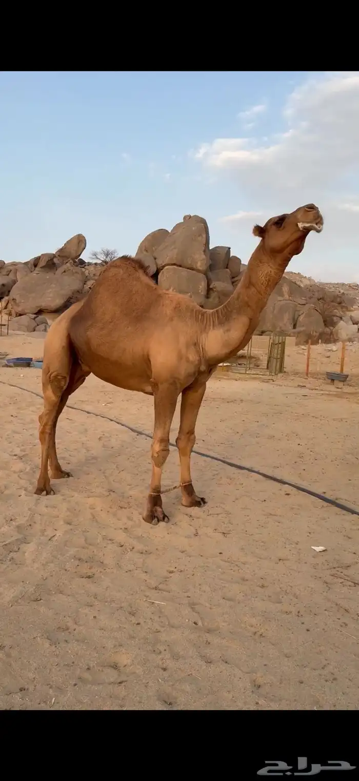 قعود رباع ساحلي 0