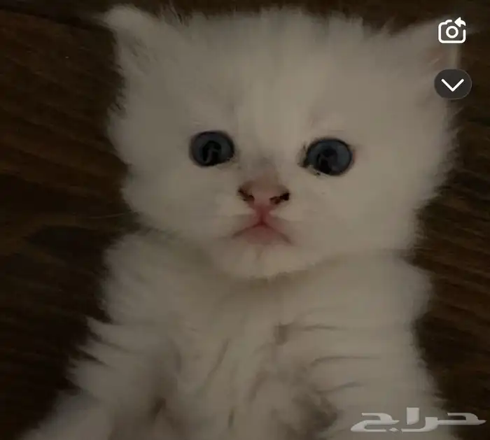 قطط شيرازي إناث للبيع 0