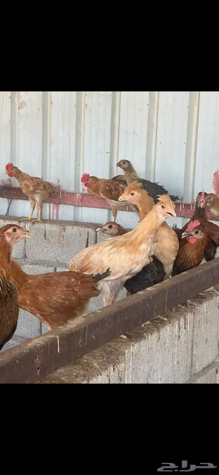 دجاج بلدي 10