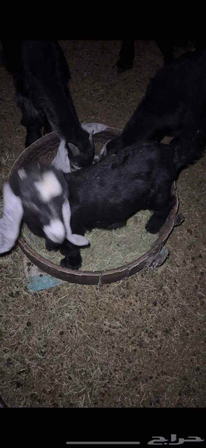 للبيع خروف مغلق عمره اربع اشهر وتيسين دواغير عمار شهر 13