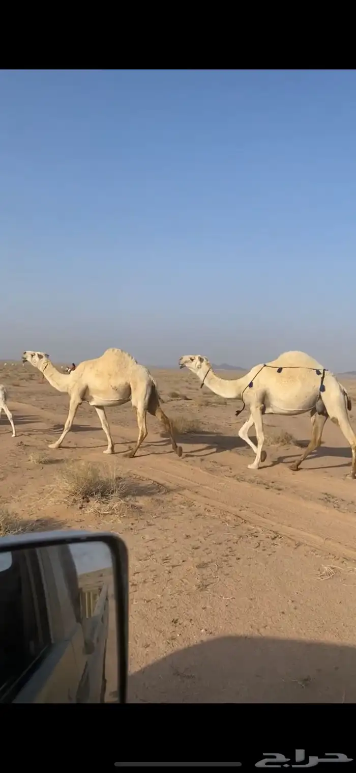عشاير عليانيات 0