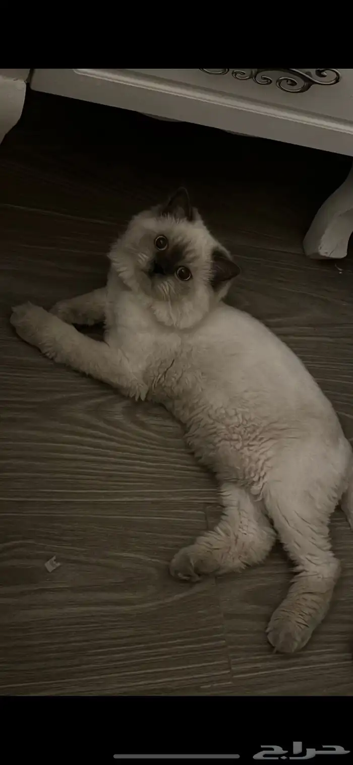 قطط هملايا 0