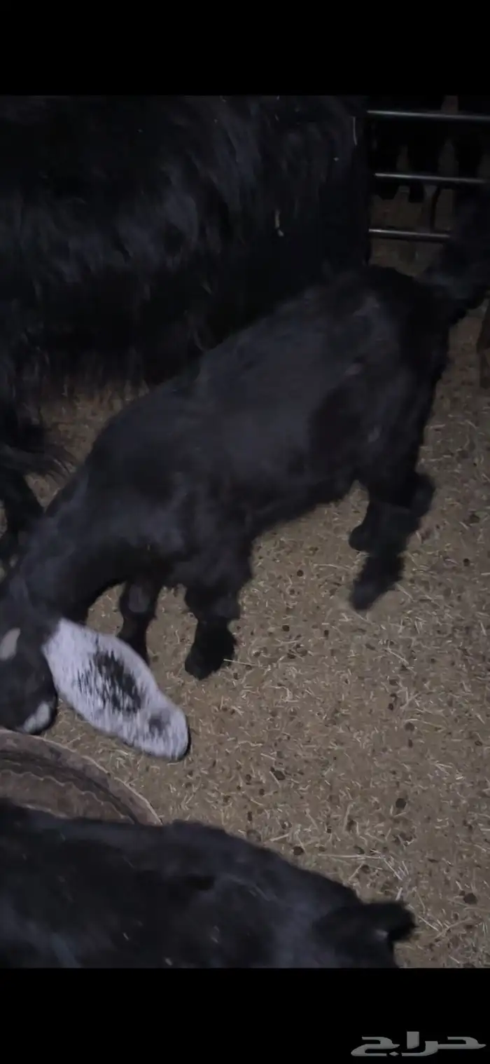 للبيع خروف مغلق عمره اربع اشهر وتيسين دواغير عمار شهر 11