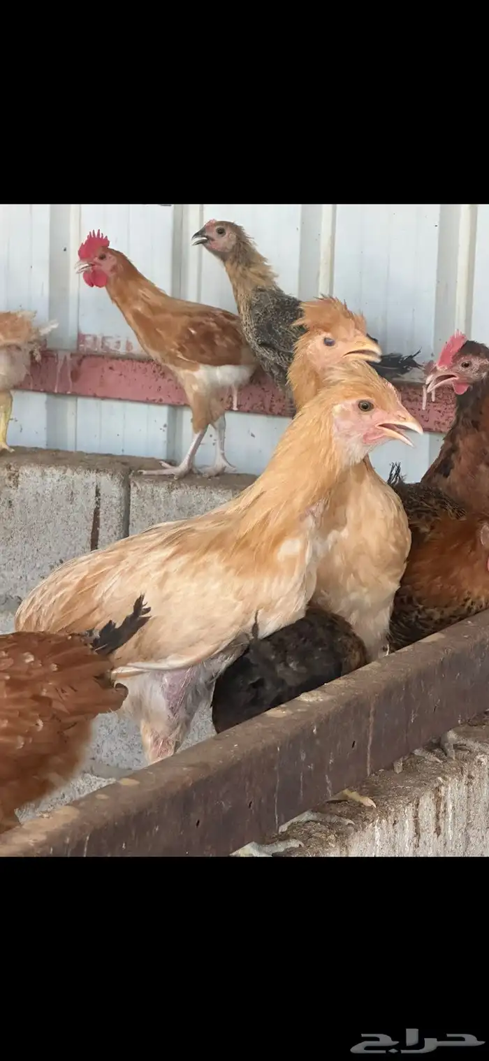 دجاج بلدي 9