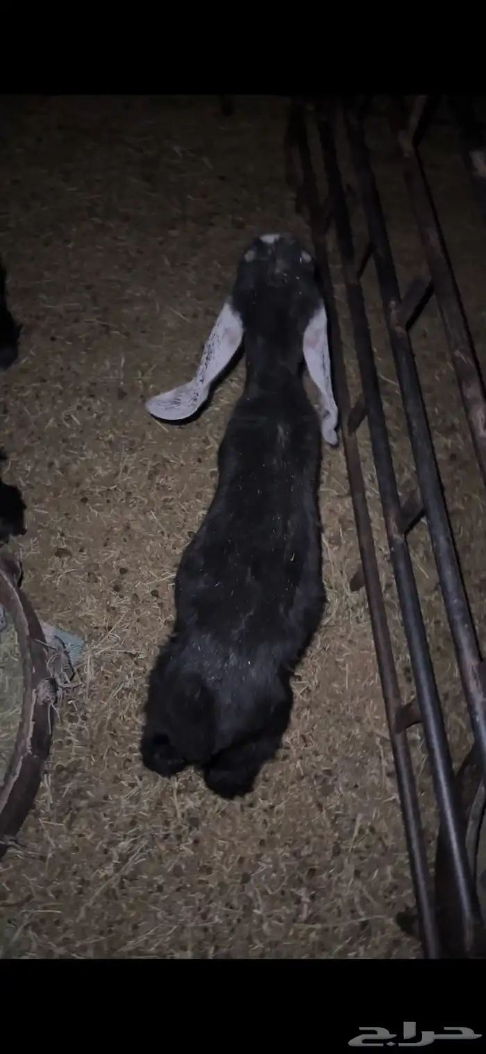 للبيع خروف مغلق عمره اربع اشهر وتيسين دواغير عمار شهر 17