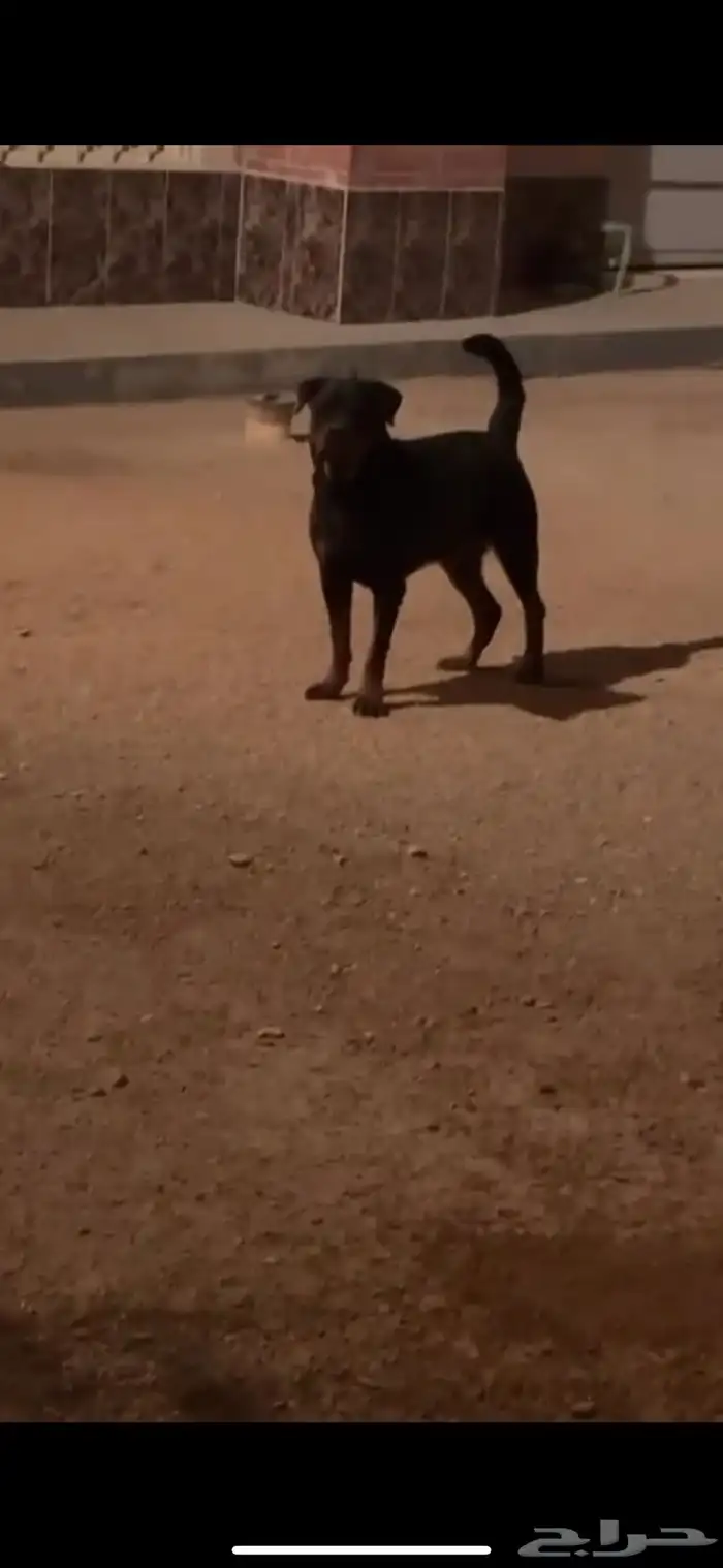 مطلوب ذكر روت للتزاوج 0