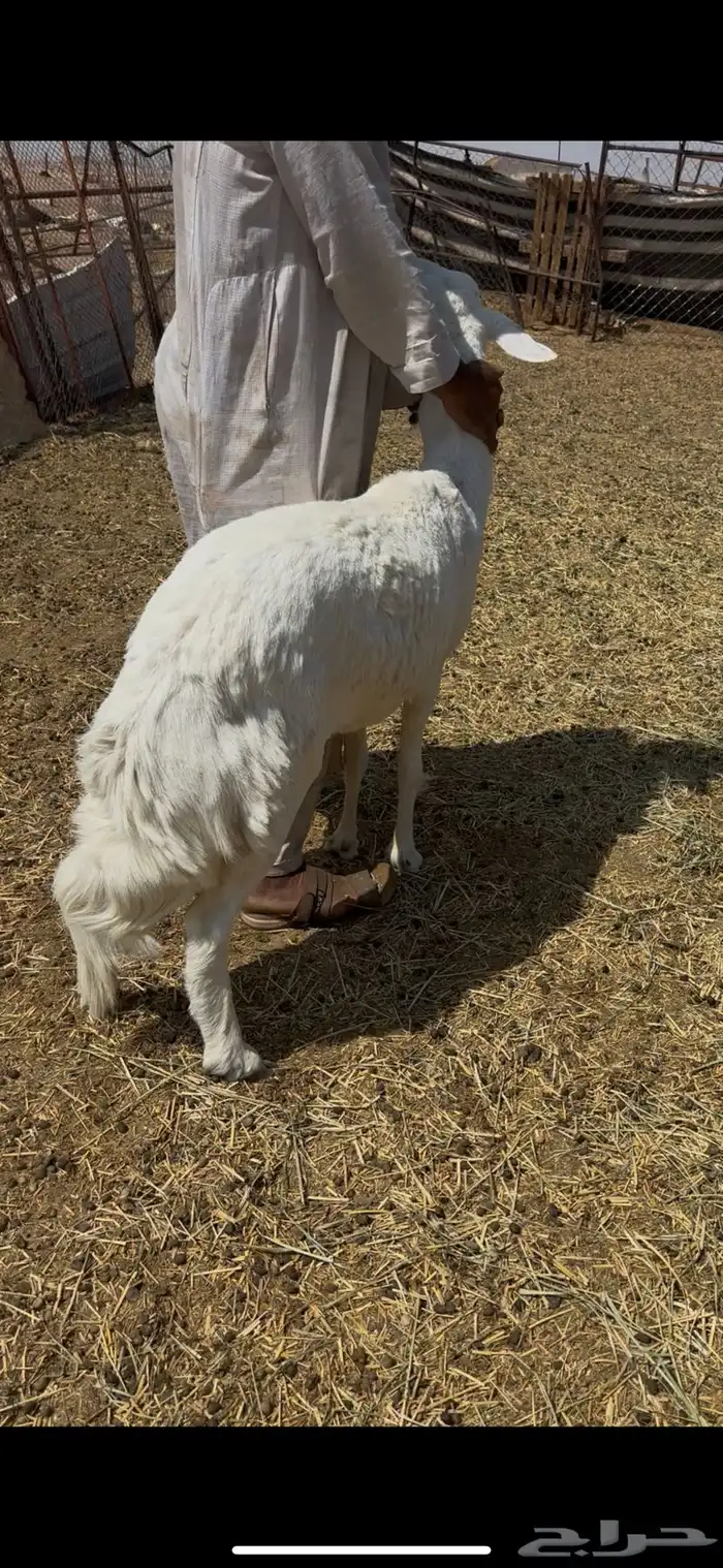 نعجه حرشا سمين 0