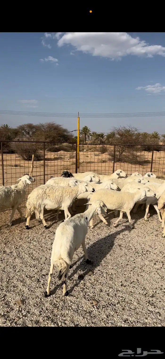 غنم حريات 8