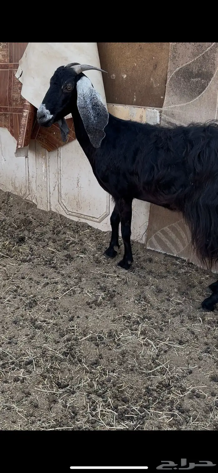 عنز عارضية مقنوي 2