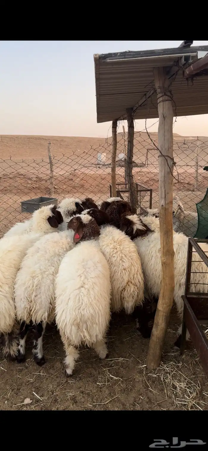 للبيع جذعات نعيم كفو جمله وتفريد 0