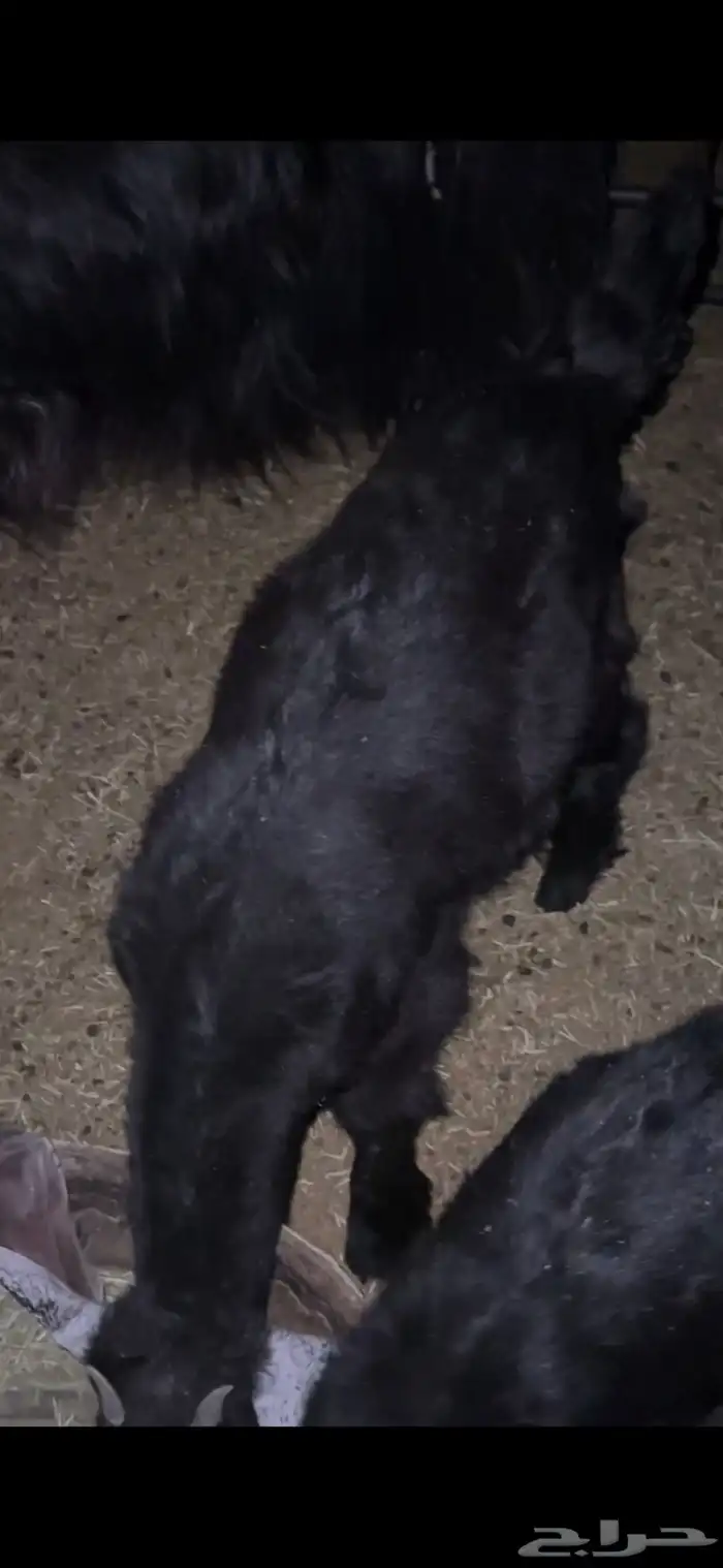 للبيع خروف مغلق عمره اربع اشهر وتيسين دواغير عمار شهر 14