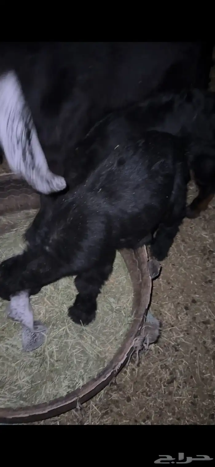 للبيع خروف مغلق عمره اربع اشهر وتيسين دواغير عمار شهر 23