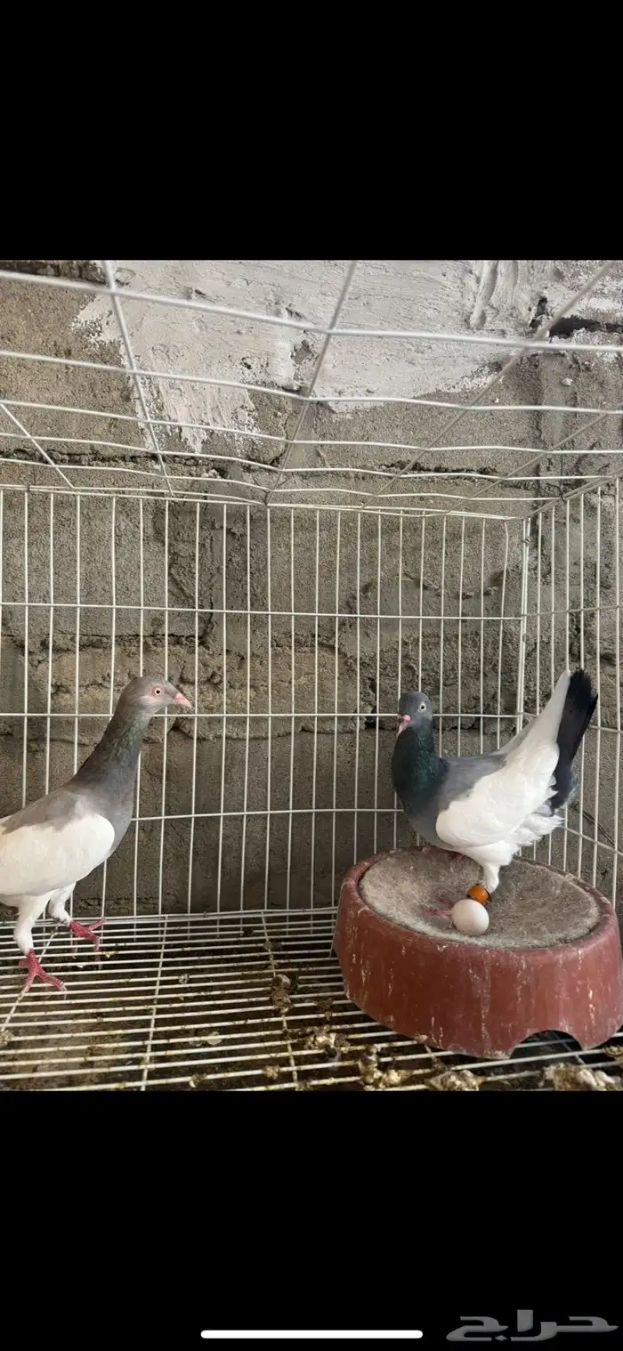 جوز يهودي 0