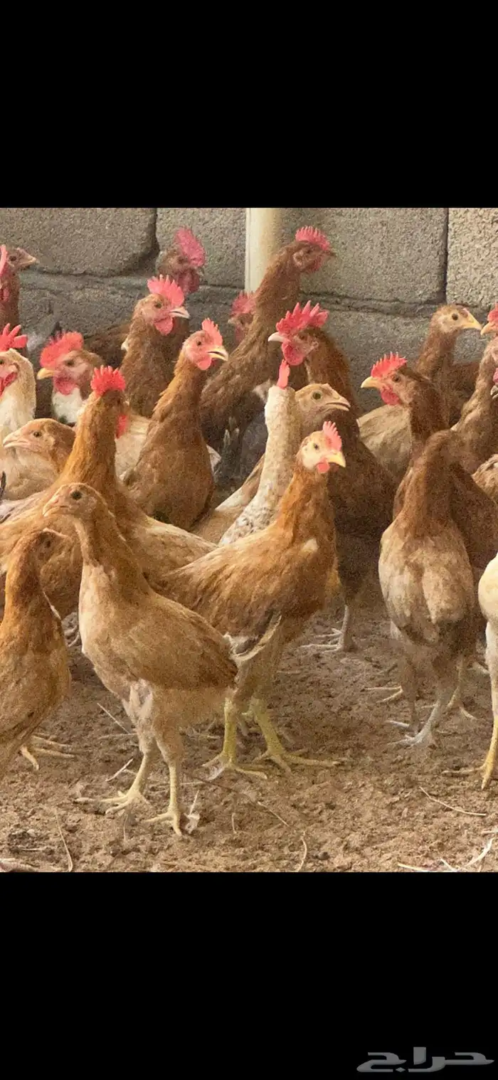 دجاج بلدي 8