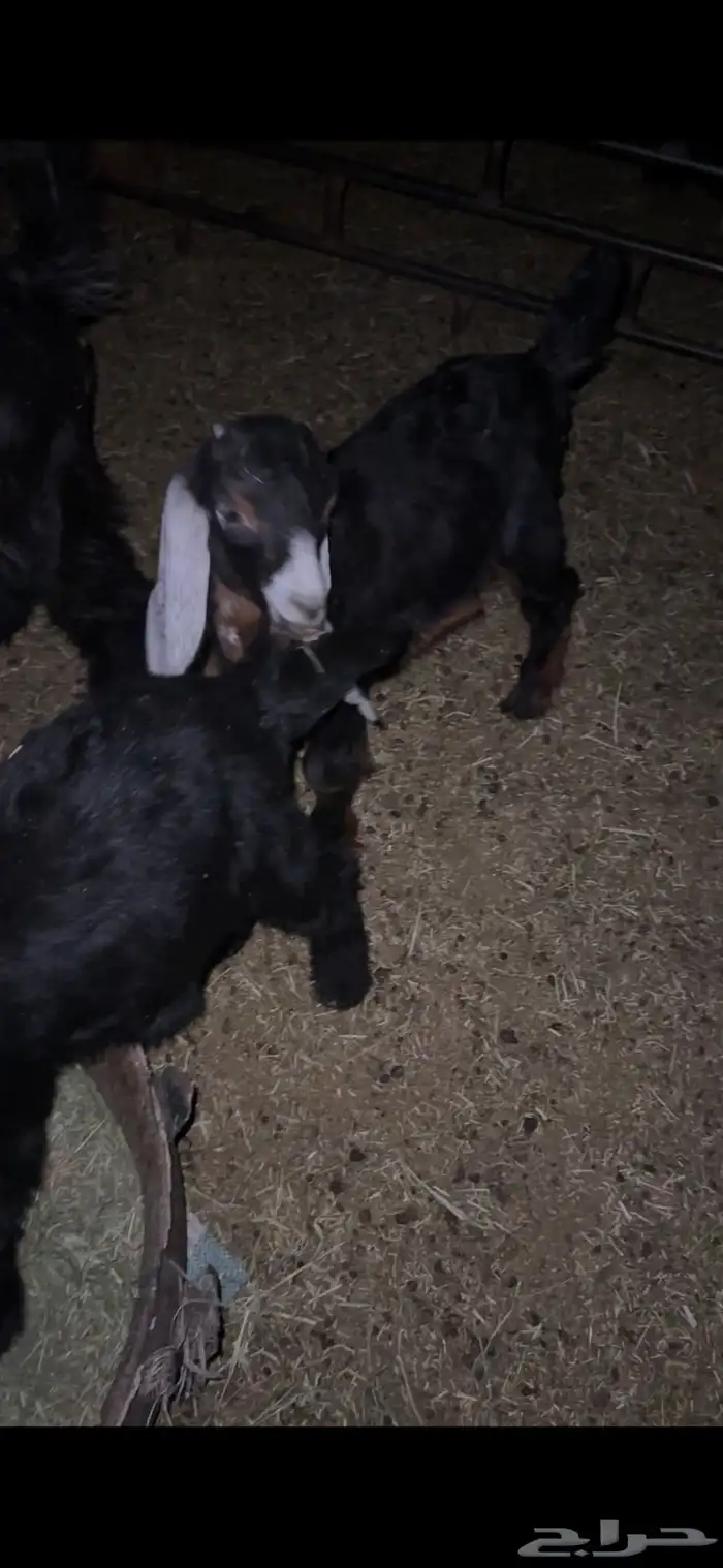 للبيع خروف مغلق عمره اربع اشهر وتيسين دواغير عمار شهر 22