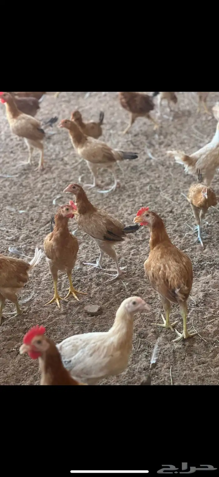 دجاج بلدي 13