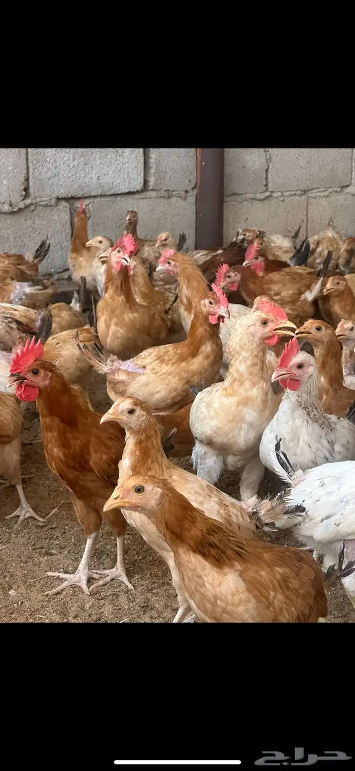 دجاج بلدي 4