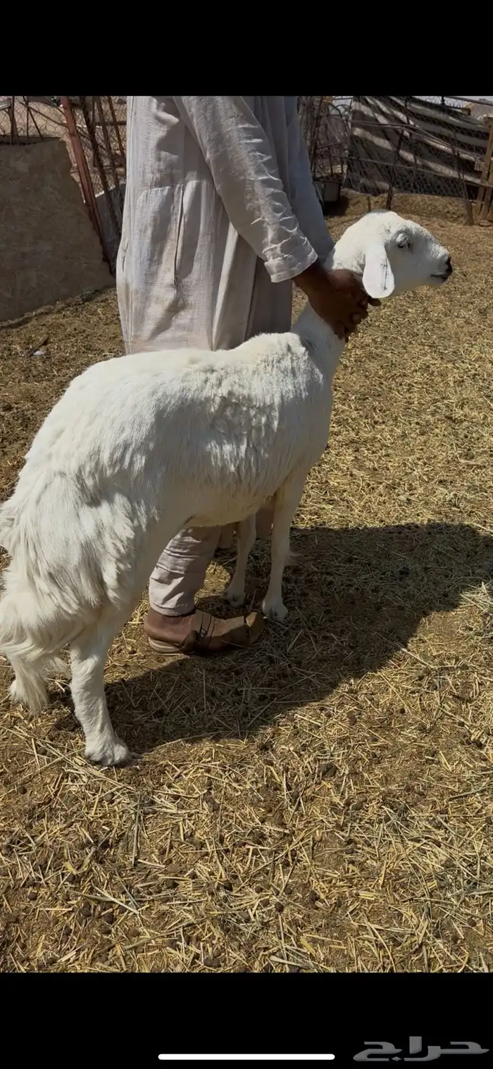 نعجه حرشا سمين 1