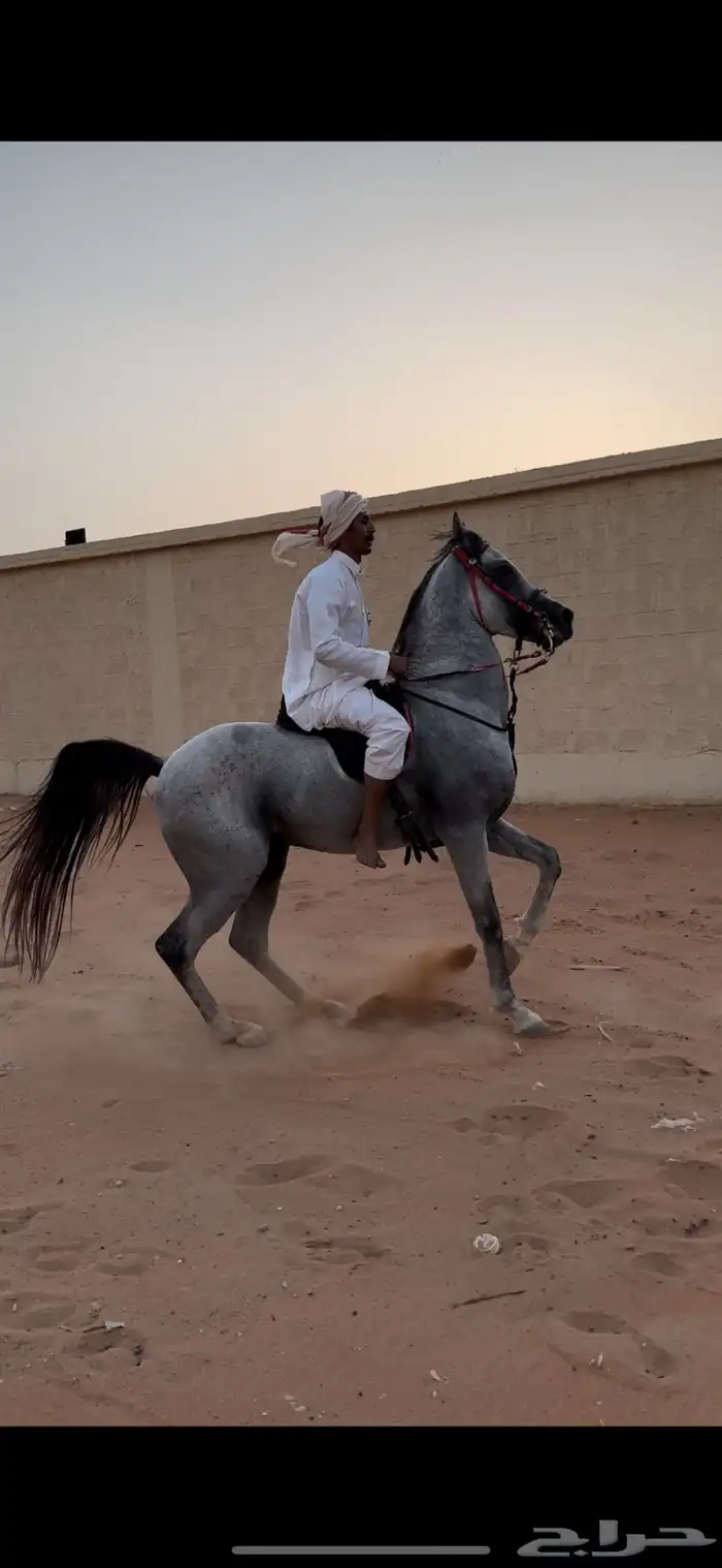 معلم فروسيه 1