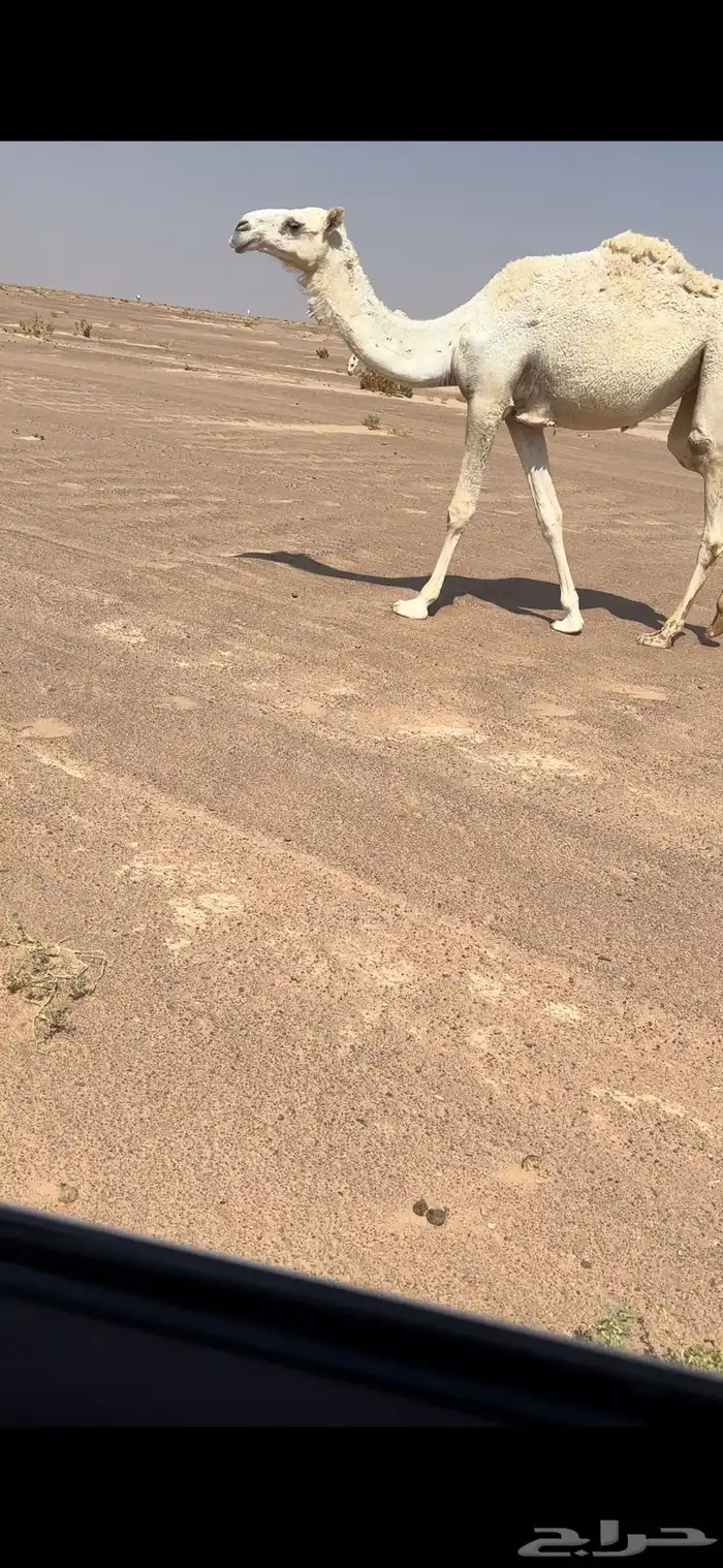 للبيع حقى 0