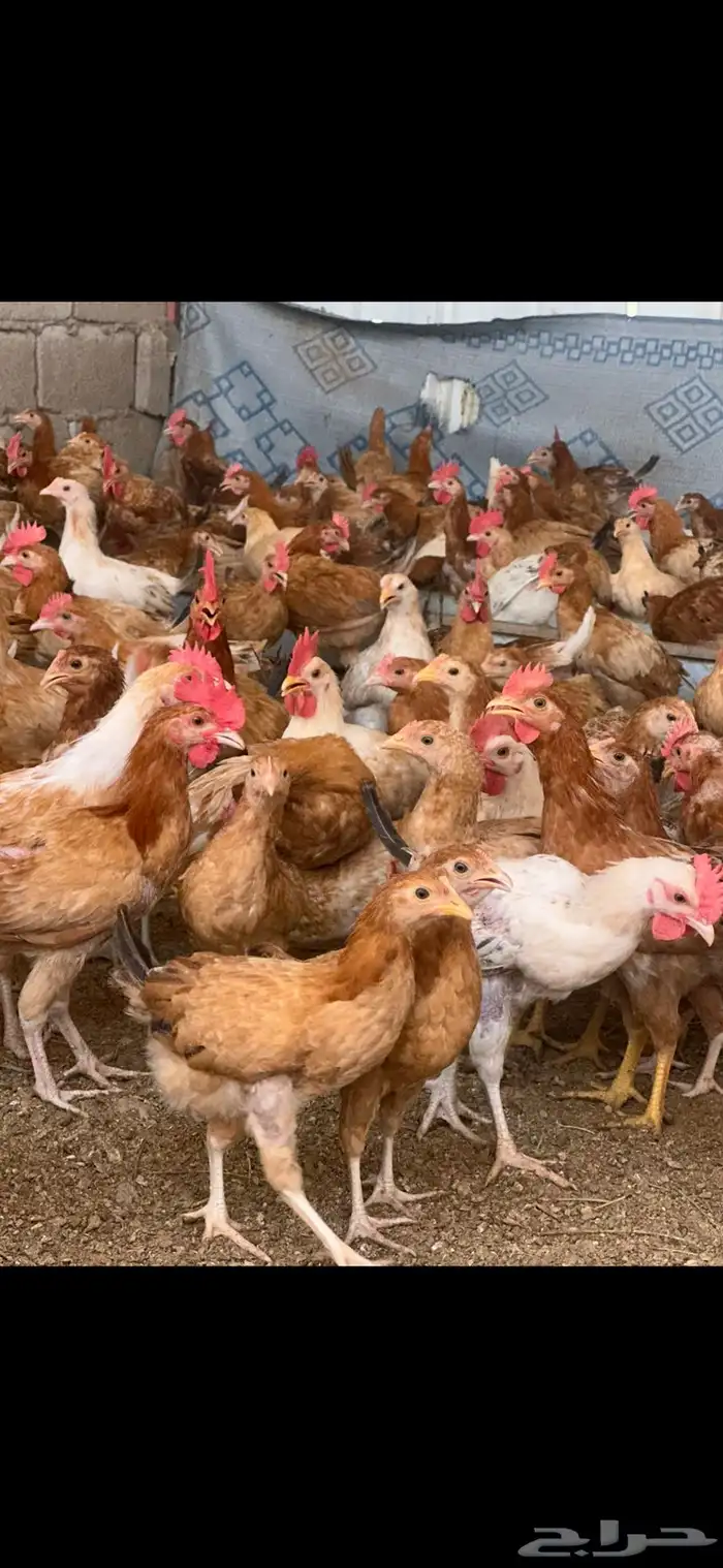 دجاج بلدي 0