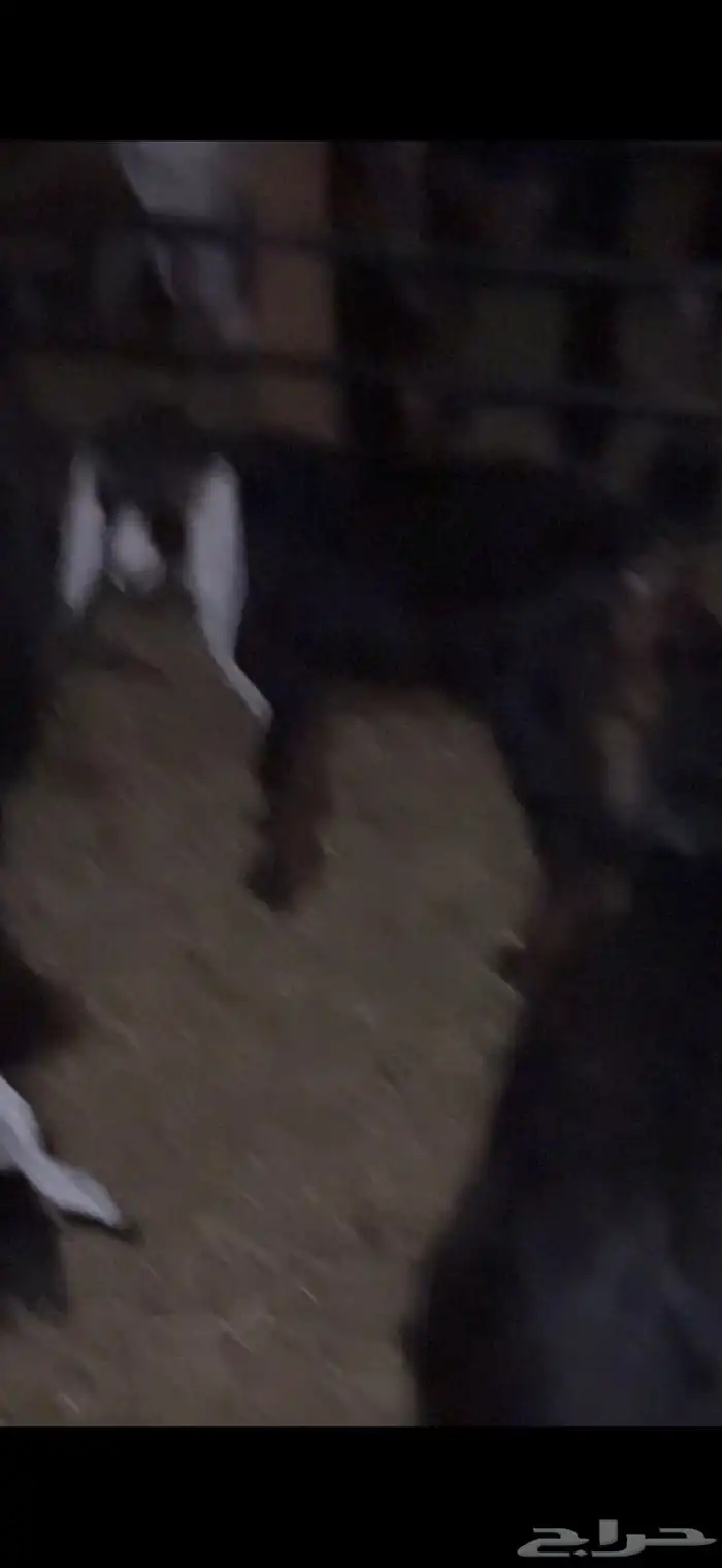 للبيع خروف مغلق عمره اربع اشهر وتيسين دواغير عمار شهر 21