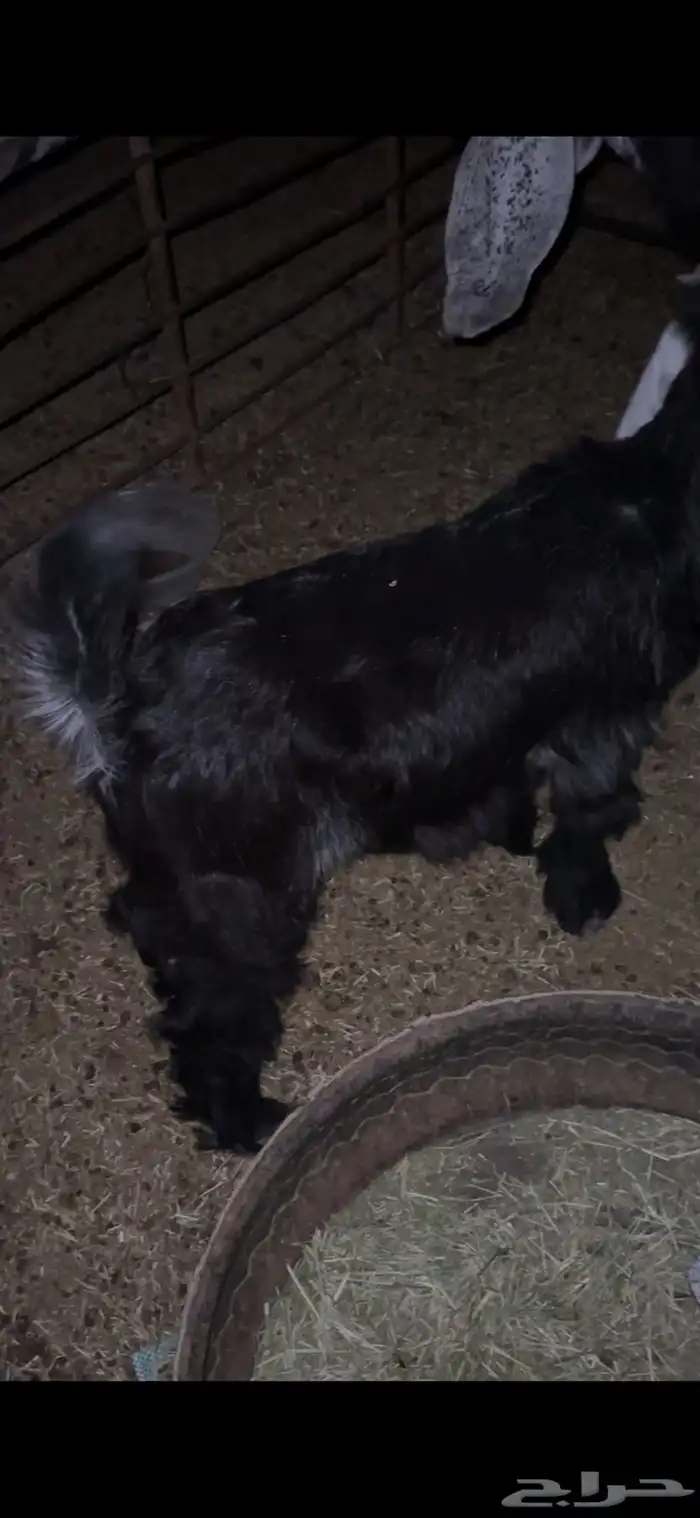 للبيع خروف مغلق عمره اربع اشهر وتيسين دواغير عمار شهر 12