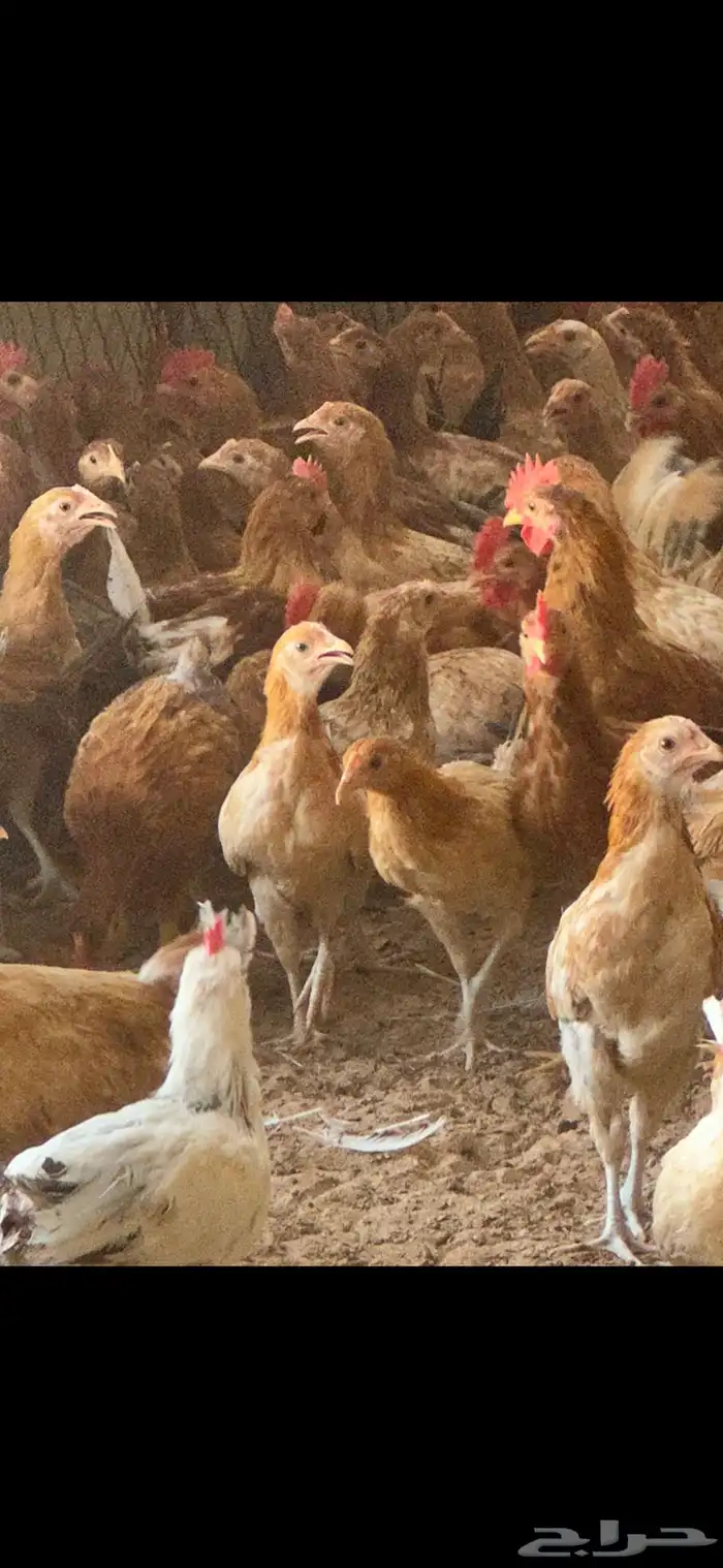 دجاج بلدي 7