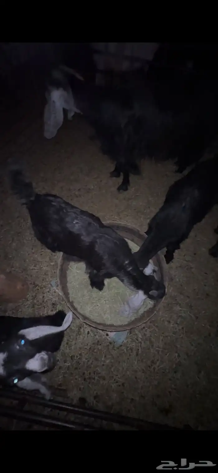 للبيع خروف مغلق عمره اربع اشهر وتيسين دواغير عمار شهر 8