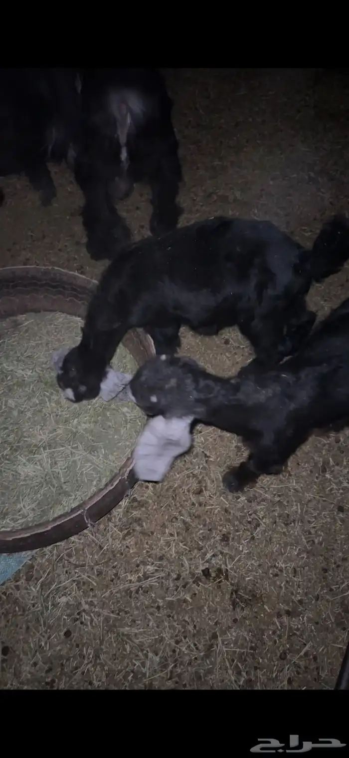 للبيع خروف مغلق عمره اربع اشهر وتيسين دواغير عمار شهر 20