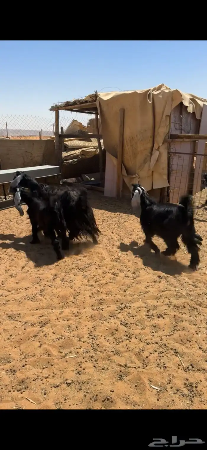 للبيع معزا متاويم 3