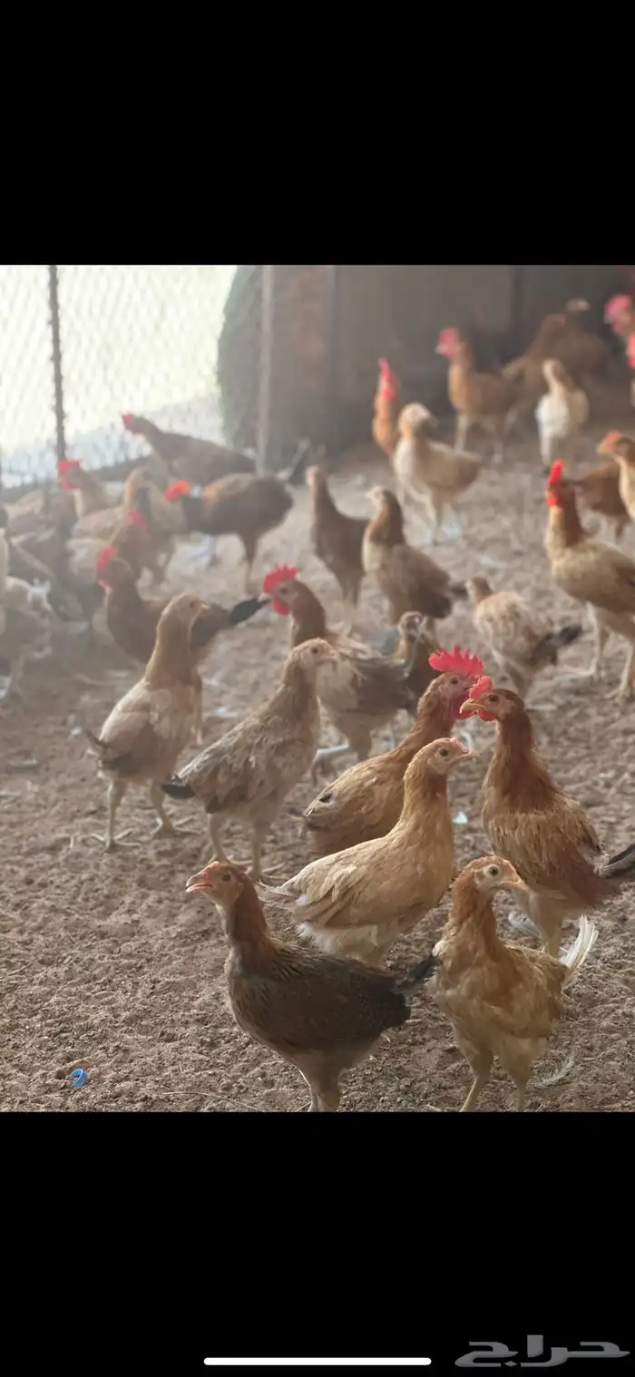 دجاج بلدي 14