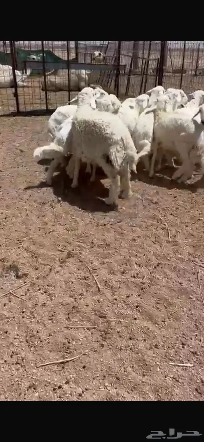 للبيع طلين حريه 4