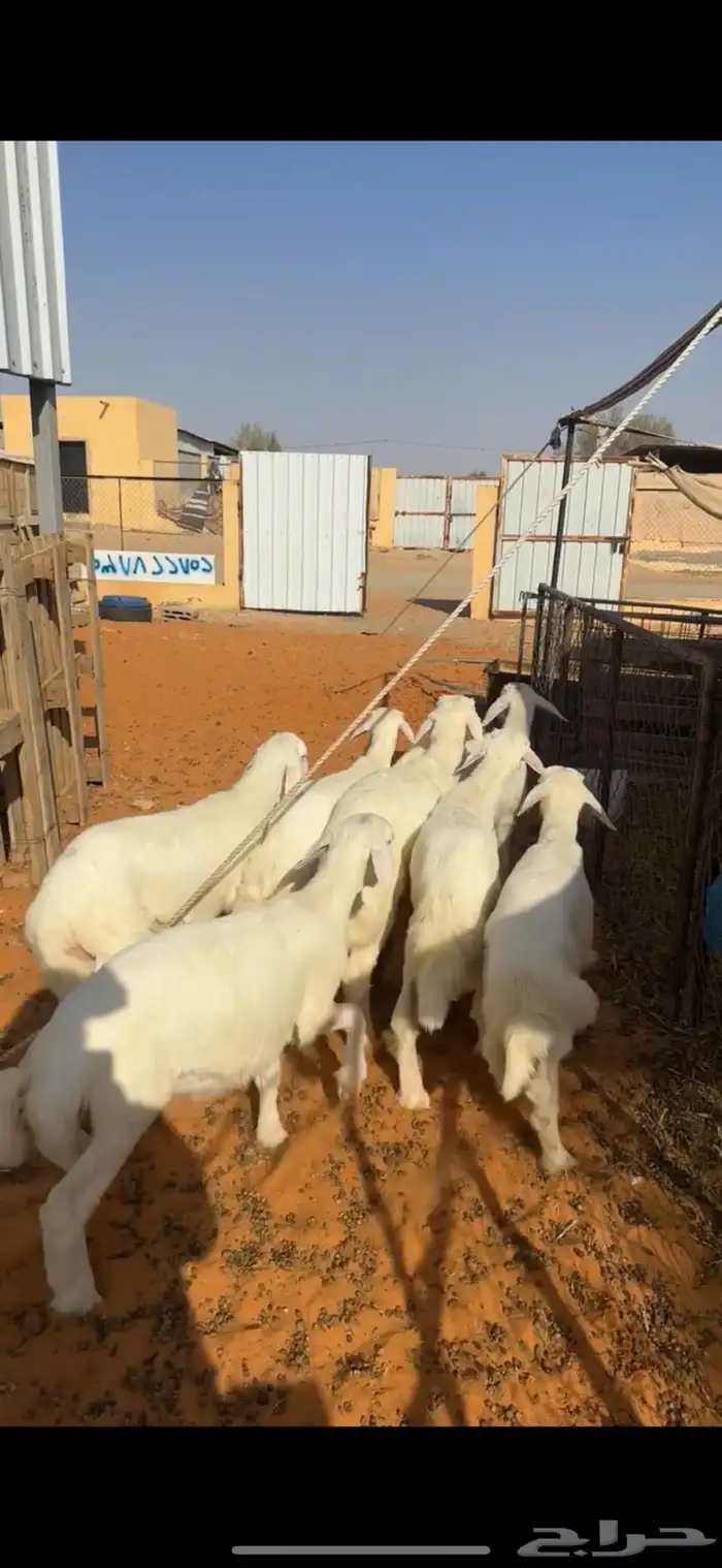 بهم حري 3