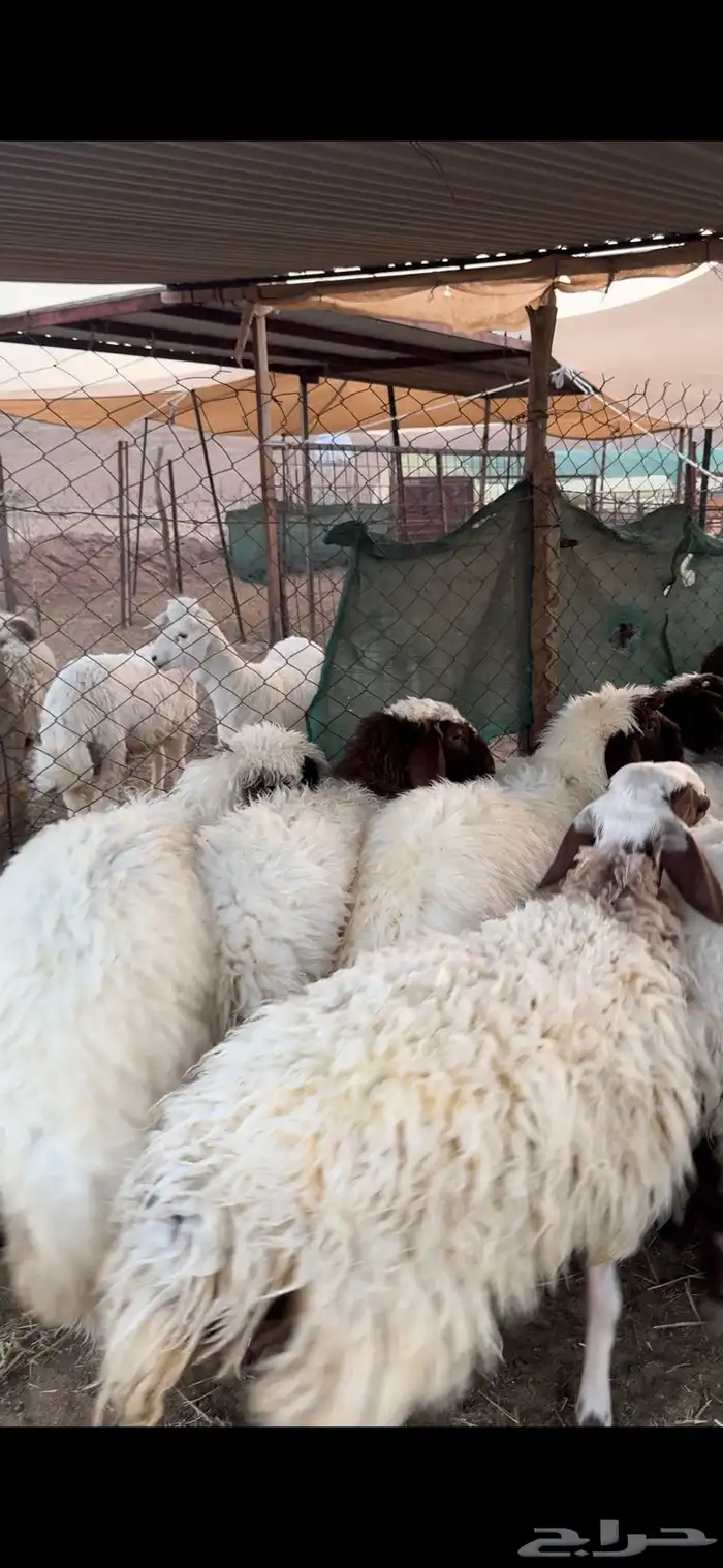 للبيع جذعات نعيم كفو جمله وتفريد 1