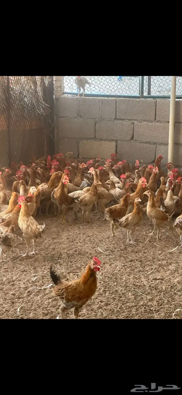 دجاج بلدي 11