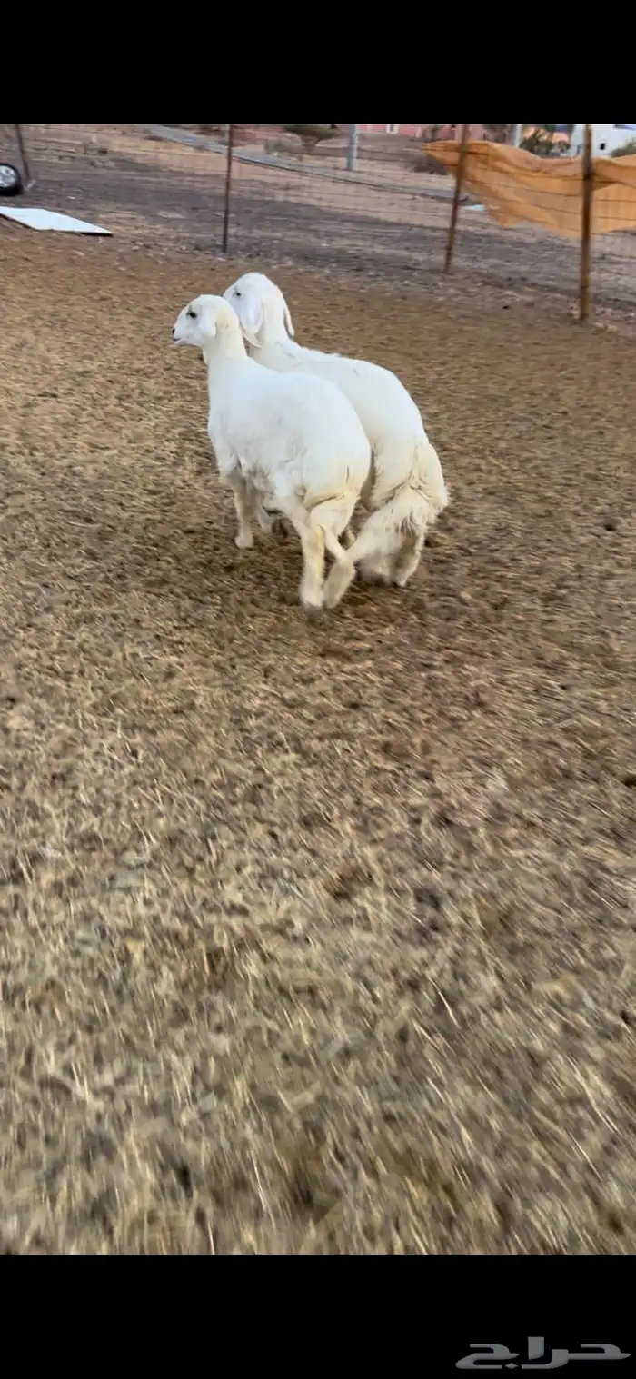 خروف ورخل ذبايح فل شحم وطراف ونظاف شرط(( تم البيع)) 2